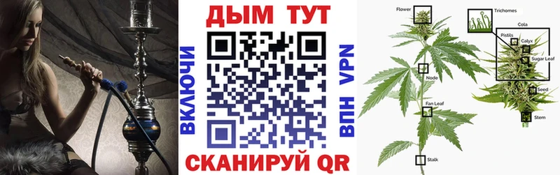 Конопля сатива Мончегорск